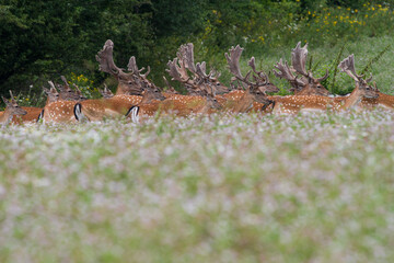 A herd of Fallow deer (Dama dama) standing on grass