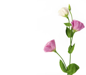 Flowers isolated on white background. Flowers composition