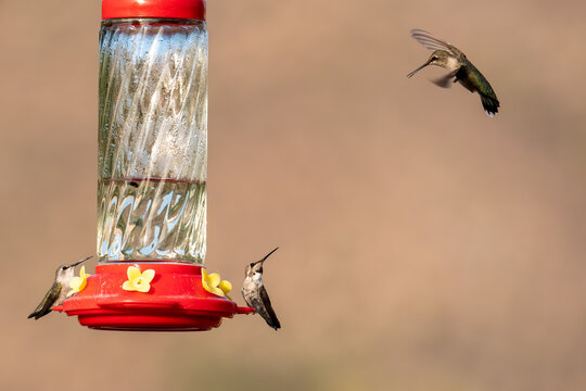 Closeup image of two hummingbirds interacting a feeder