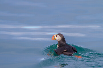 Atlantic Puffin or Common Puffin, Fratercula arctica, Iceland