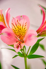 Obraz premium Spring Beauty