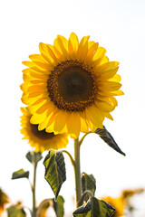 Sunflower flower on a field with flowers.