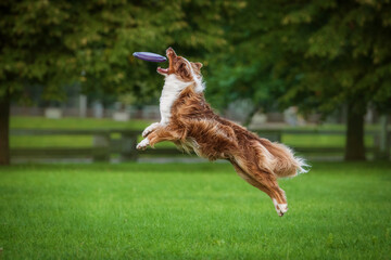 Aussie dog catches flying frisbee disc in the air. Pet playing outdoors in a park.  Australian...