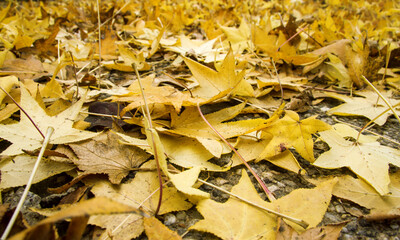 fallen autumn leaves
