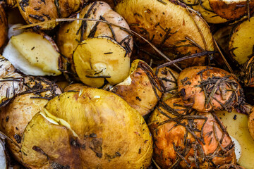 Heap of the recently collected suillus mushrooms. Natural background