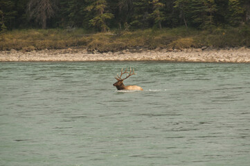Obraz na płótnie Canvas A Bull Elk crossing the Athabasca River