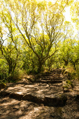 Via crucis trail on ancient forest of Bussaco