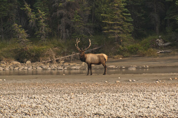 Bull Elk in Jasper National Park