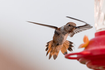 Rufous hummingbird in flight facing camera