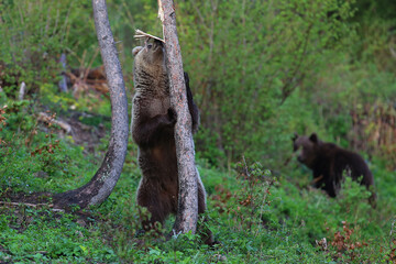Brown bear in Vysoke Tatry mountains in Slovakia - Ursus arctos
