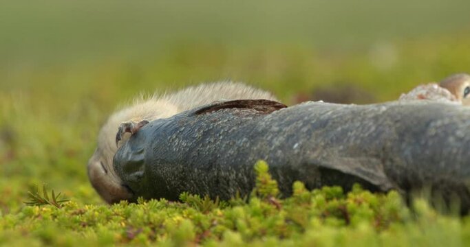 Arctic ground squirrels feeding on dead fish, Alaska, USA