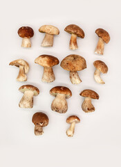 Beautiful fresh porcini mushrooms  on white background isolated season healthy food 