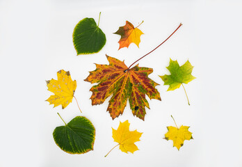 Nice multicolor leaves on white backgound isolated