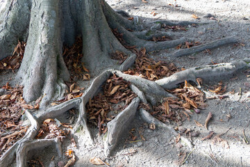 Tree roots and dead leaves during autumn