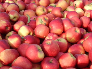 Apples