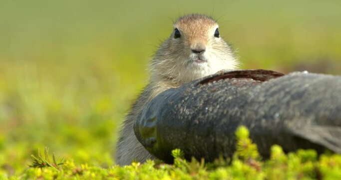Arctic ground squirrel feeding on dead fish, Alaska, USA