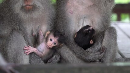 Two little cute babies of monkeys in embrace of their mothers. Wildlife in Bali, Indonesia. Close up shot.