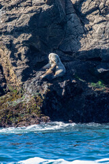Mother and Child Sea Lions on the Rocks, Farallones Islands, San Francisco Bay