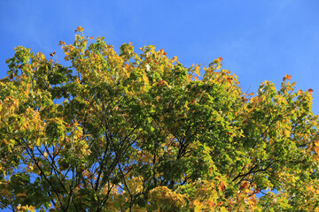 Fototapeta premium Autumn landscape