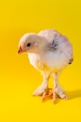 Light Brahma Farm Chicken