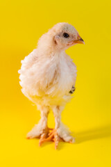 Light Brahma Farm Chicken