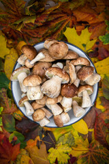 Beautiful fresh porcini mushrooms  in metal basin on multicolor autumn leaves background isolated season healthy food 