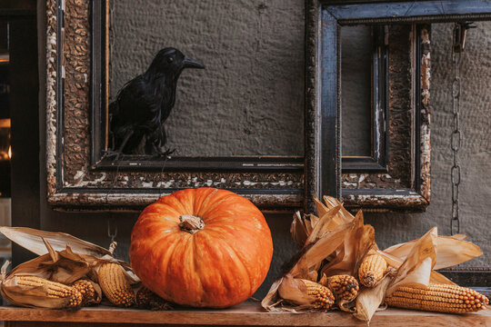 Black raven and orange pumpkin on shelf. Halloween still life. Autumn harvest abstract concept.