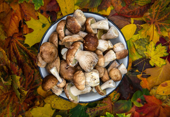 Beautiful fresh porcini mushrooms  in metal basin on multicolor autumn leaves background isolated season healthy food 