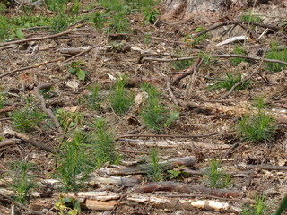 Pine