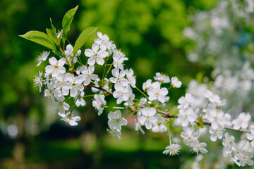 Cherry tree blossom close-up in springtime. White flowers on cherry tree branch. Shallow depth of field.