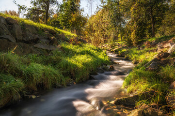 Intakte Natur an einem Bachlauf in bewaldeter Region