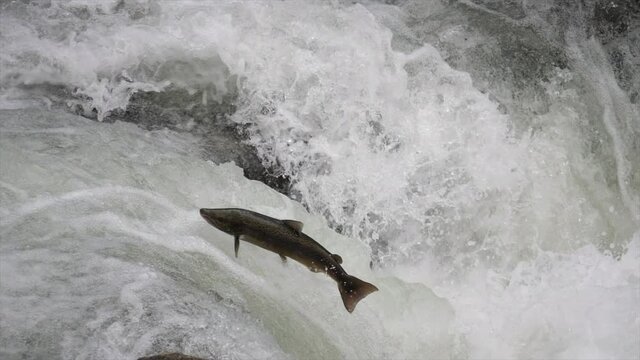 Super slow motion of an Atlantic salmon overcoming a river rapids in its migration from the sea to the river of birth.