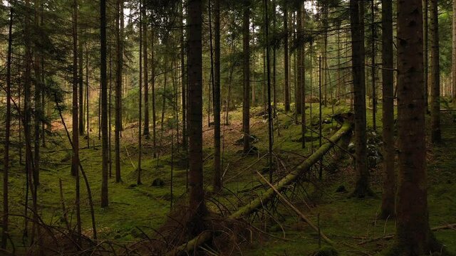 Old damaged mossy fallen tree in the forest landscape. Drone shot.
