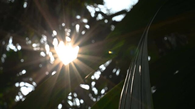 Sun beams coming out of green leaves moving in breeze, varoius birds calling in background, nature stock footage shot at Howrah, West Bengal, India.