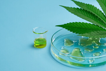 Leaf of cannabis and Petri dish with drops of hemp oil and beaker on the blue background.
