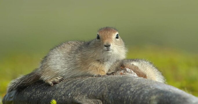 Arctic ground squirrels feeding on dead fish, Alaska, USA