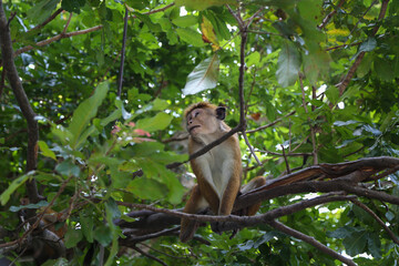 Macaque Monkey sitting on tree. Amusing monkeys. Wildlife on Shri Lanka.