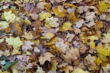 Beautiful yellow autumn leaves on the ground