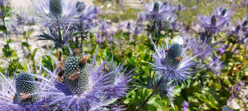 Immagine di api su bellissimi fiori alpini