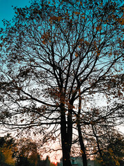 silhouette of a tree in autumn