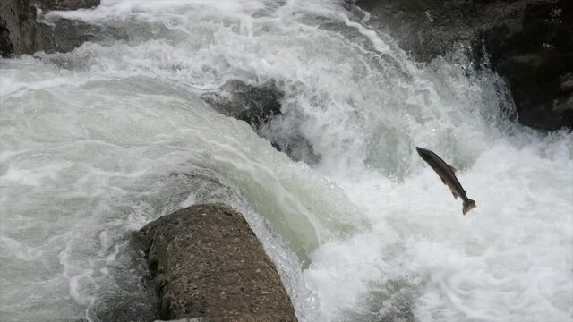 Super slow motion of an Atlantic salmon going up the whitewater river on its way to the spawning grounds