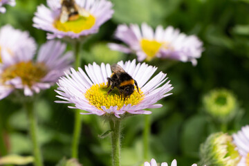 Purple seaside fleabane and bee in a garden during spring