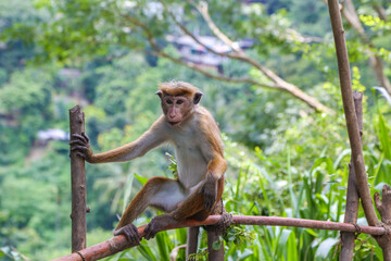 Macaque Monkey sitting on tree. Amusing monkeys. Wildlife on Shri Lanka.
