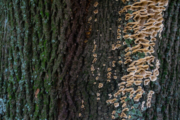 bark of an old tree