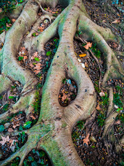 roots of a tree