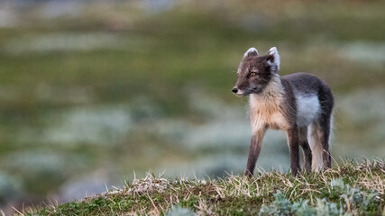 Fototapeta premium Arctic fox (vulpes lagopus) on green moss