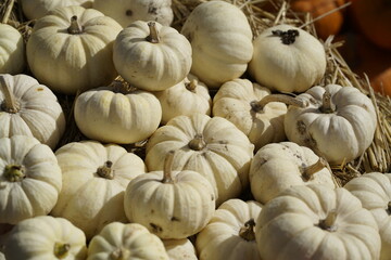 Kürbis Erntedank, Thanksgiving, 