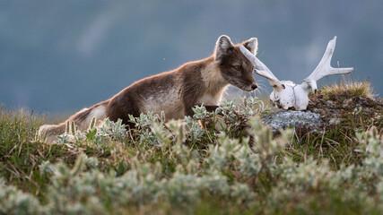 Obraz premium Arctic fox (vulpes lagopus) investigating skull