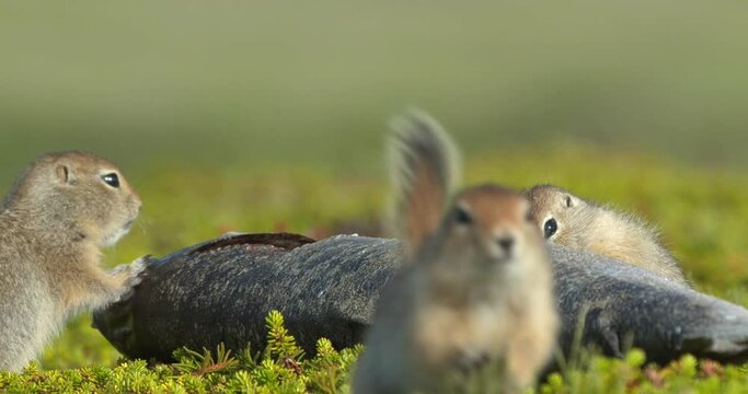 Arctic ground squirrels feeding on dead fish, Alaska, USA