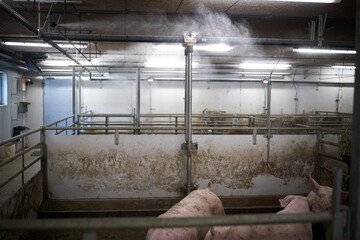 Curious pigs in Pig Breeding farm indoor housing farm, with pig  © Роман Мельник